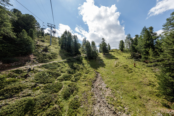 Auf der Alp Languard oberhalb von Pontresina im Oberengadin