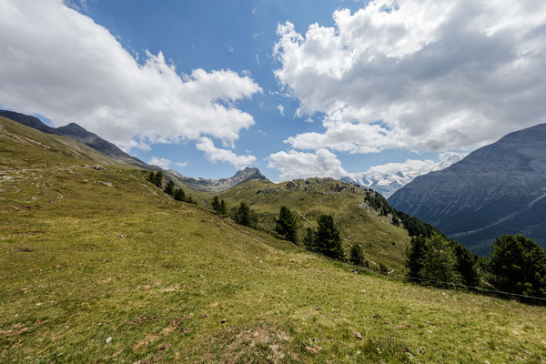 Wandern auf der Alp Languard oberhalb von Pontresina im Oberengadin