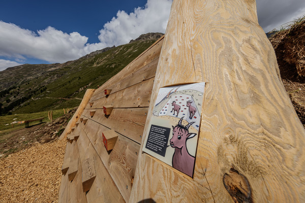 Auf der Alp Languard oberhalb von Pontresina im Oberengadin