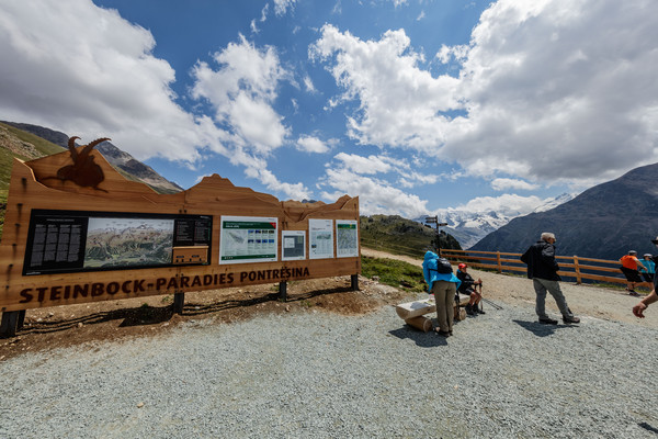 Auf der Alp Languard oberhalb von Pontresina im Oberengadin