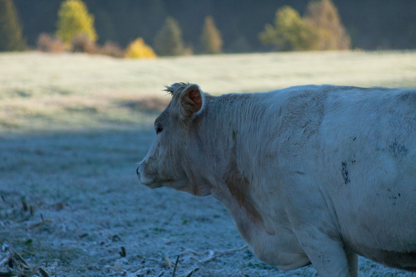 Kühe in Solas Davains bei Alvaneu Bad