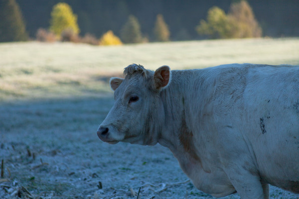 Kühe in Solas Davains bei Alvaneu Bad