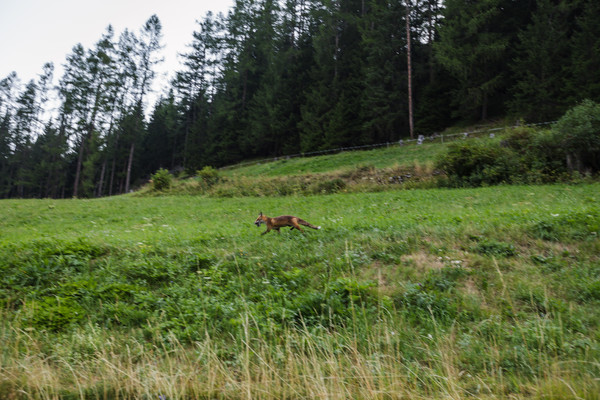 Fuchs mit Beute bei Bergün im Albulatal