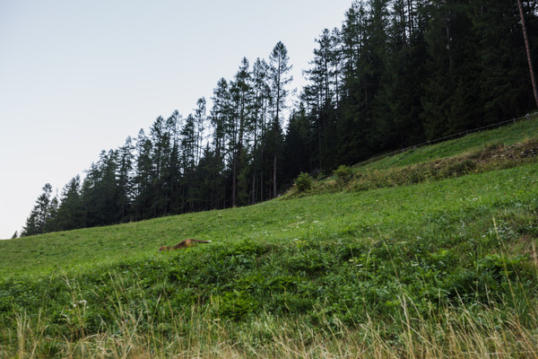 Fuchs mit Beute bei Bergün im Albulatal