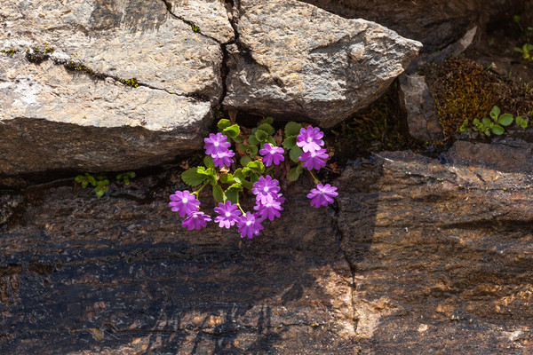 Berninapass, Oberengadin, Engadin, Graubünden, Schweiz, Switzerland