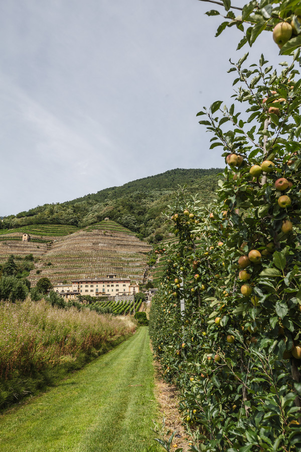 Reb- und Obstbau bei Bianzone im Veltlin