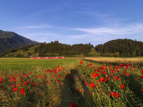 Rhätische Bahn mit Mohnfeld