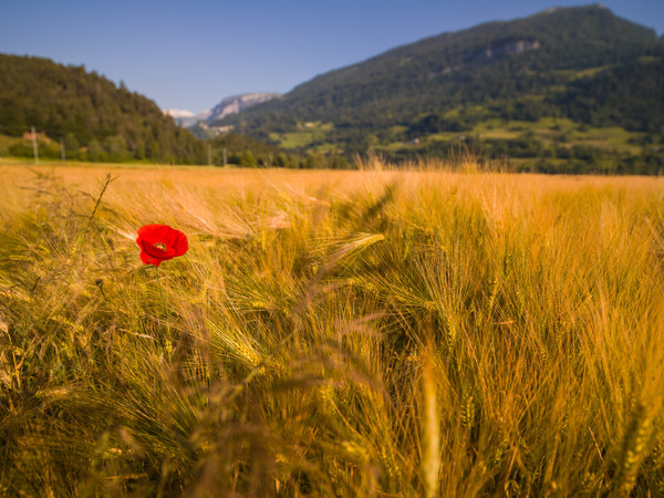 Getreidefeld mit Mohnblume