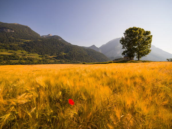 Getreidefeld bei Sogn Mang