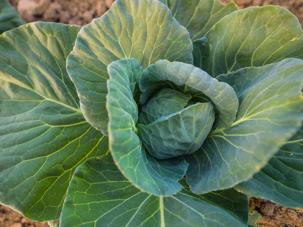 Gemüse im Detail