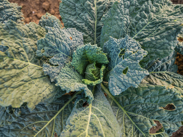 Gemüse im Detail