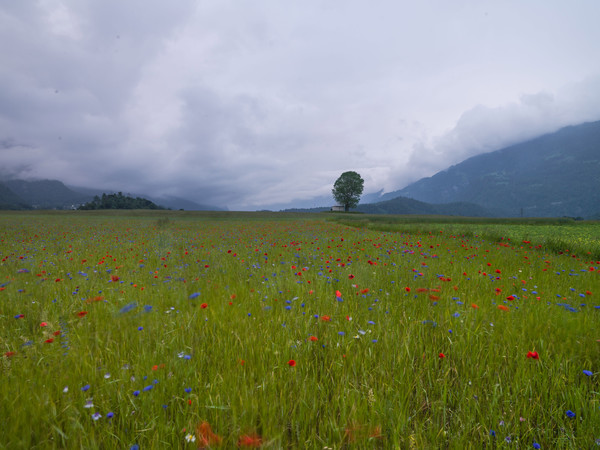 Regenstimmung bei Bonaduz