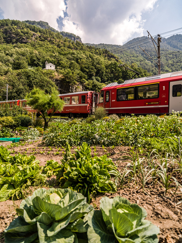 Die Rhätische Bahn bei Campsacio im Puschlav