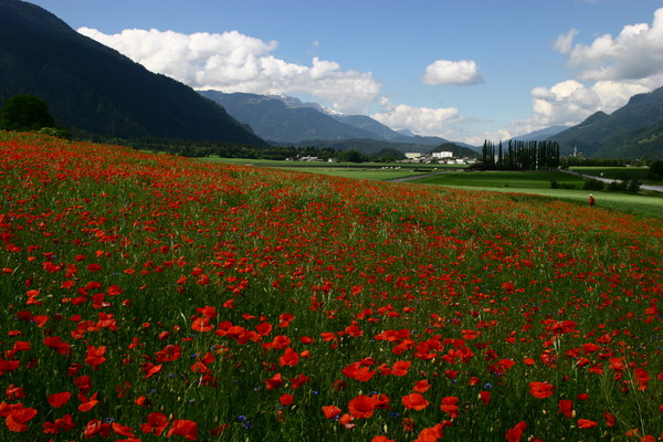 Monfeld bei Domat/Ems, Graubünden