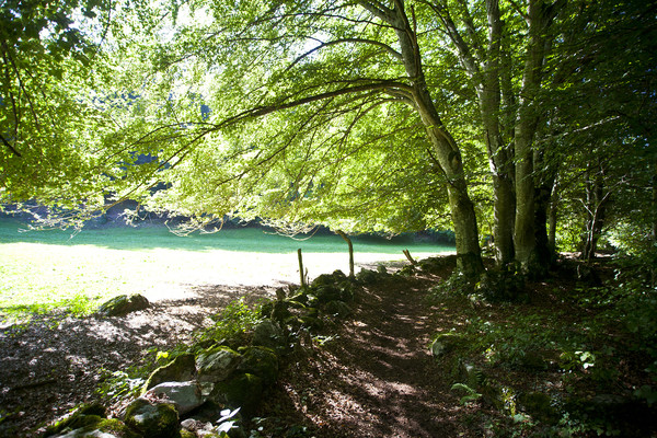 Wald von Ratenna bei Tamins