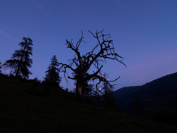 Baum in der blauen Stunde