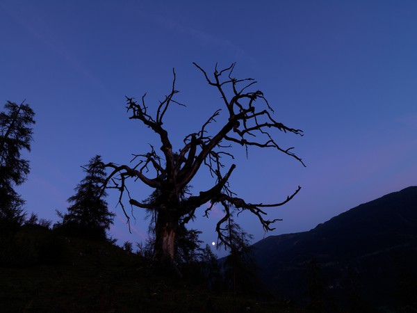 Baum in der blauen Stunde