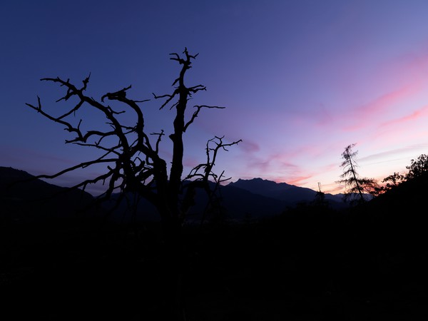 Baum in der blauen Stunde