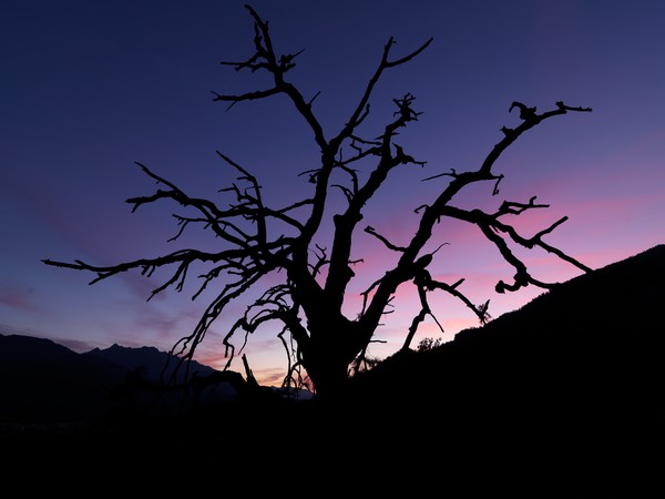 Baum in der blauen Stunde