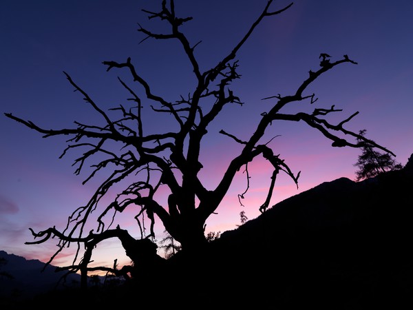 Baum in der blauen Stunde