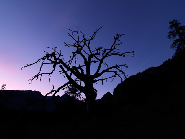 Baum in der blauen Stunde