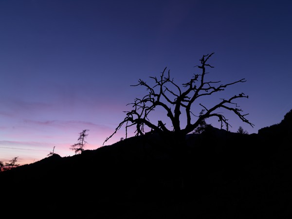 Baum in der blauen Stunde