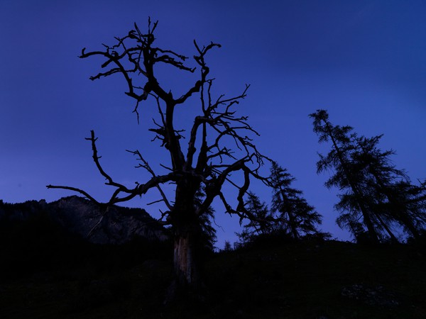 Baum in der blauen Stunde