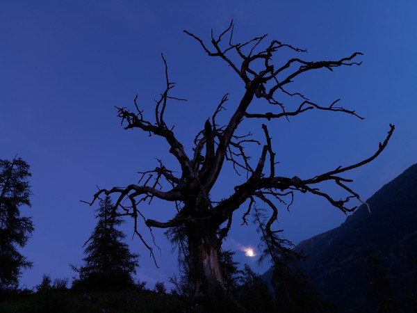 Baum in der blauen Stunde
