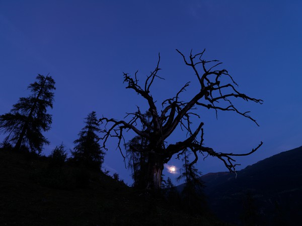 Baum in der blauen Stunde