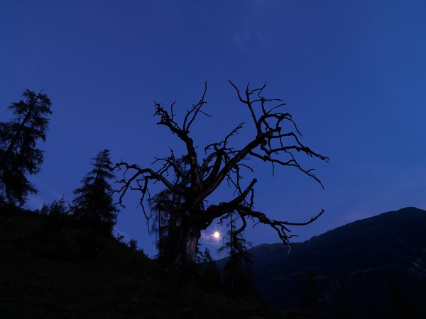 Baum in der blauen Stunde