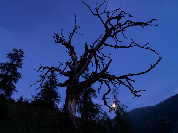 Baum in der blauen Stunde