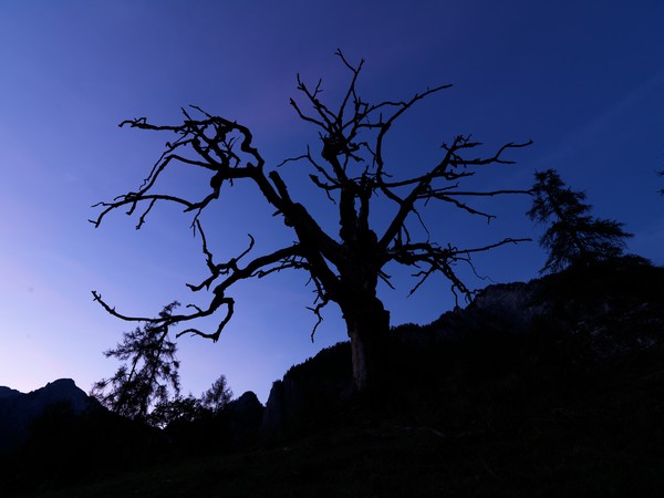 Baum in der blauen Stunde