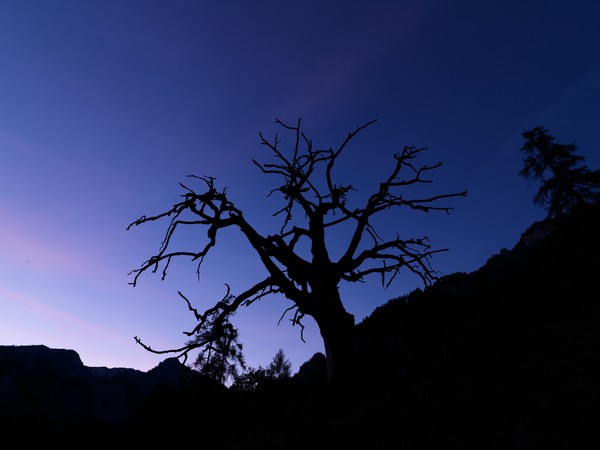 Baum in der blauen Stunde