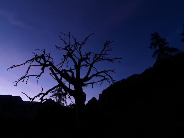 Baum in der blauen Stunde