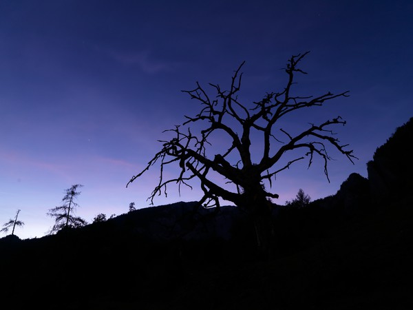 Baum in der blauen Stunde