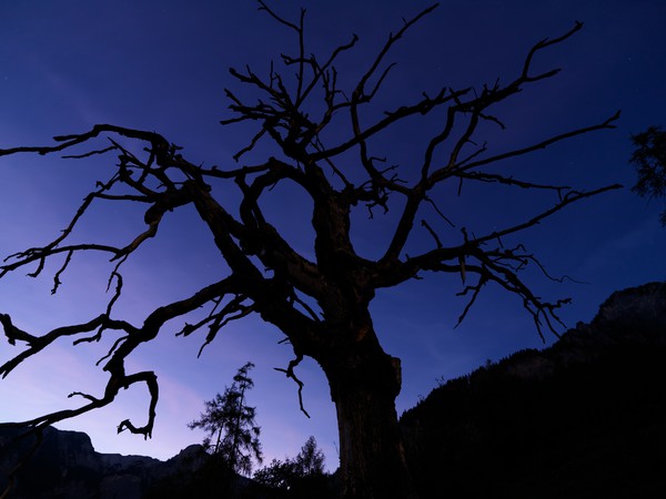 Baum in der blauen Stunde