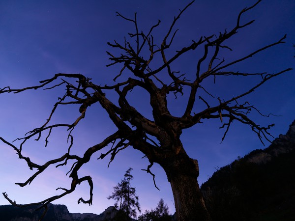 Baum in der blauen Stunde