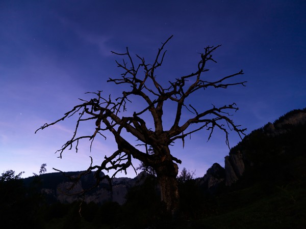 Baum in der blauen Stunde