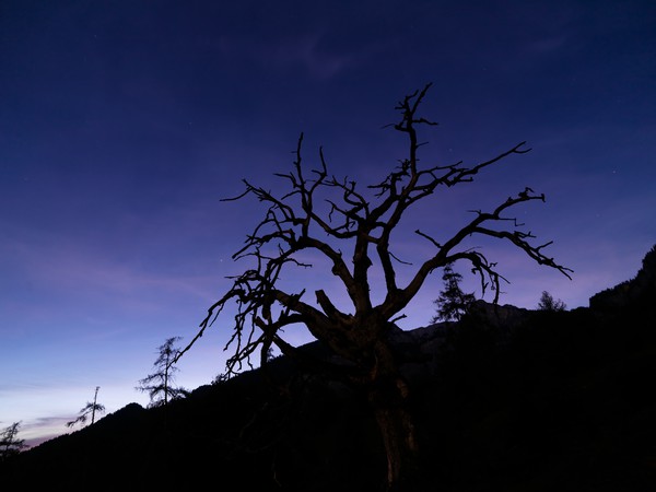 Baum in der blauen Stunde