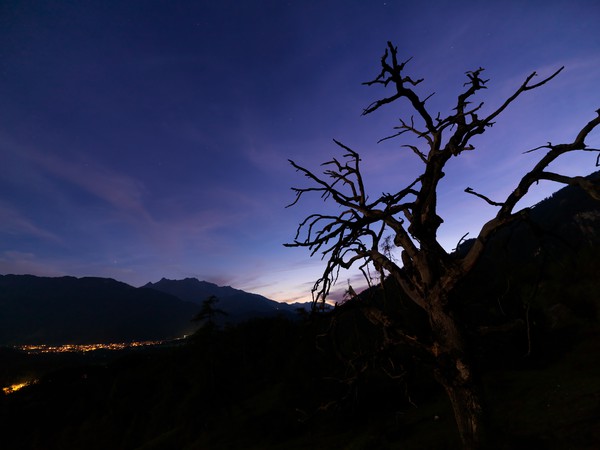 Baum in der blauen Stunde