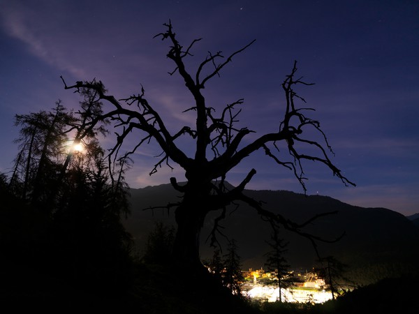 Baum im Mondlicht