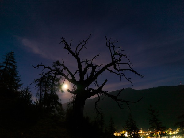 Baum im Mondlicht