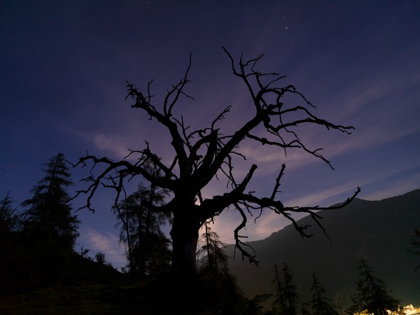 Baum im Mondlicht