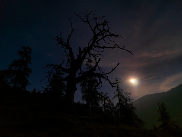 Baum im Mondlicht