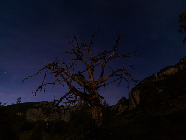 Baum im Mondlicht