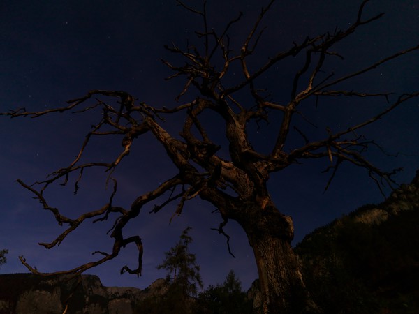 Baum im Mondlicht