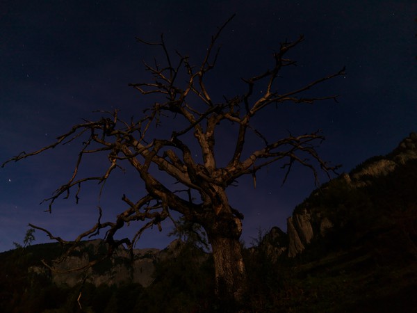 Baum im Mondlicht