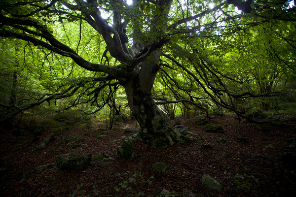 Wald von Ratena bei Tamins