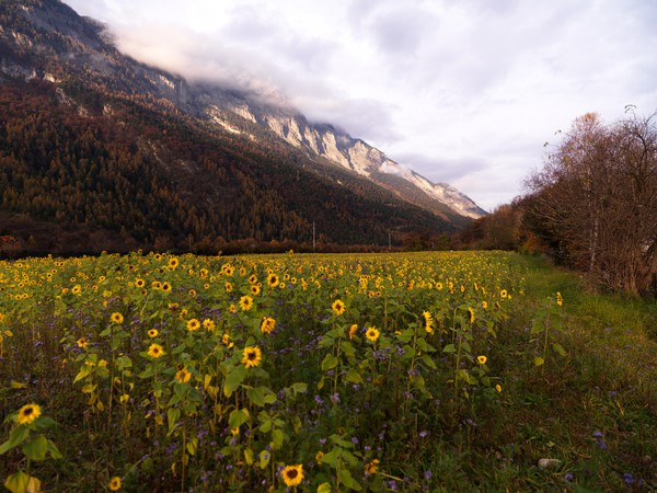 Sonnenblumenfeld bei Domat/Ems