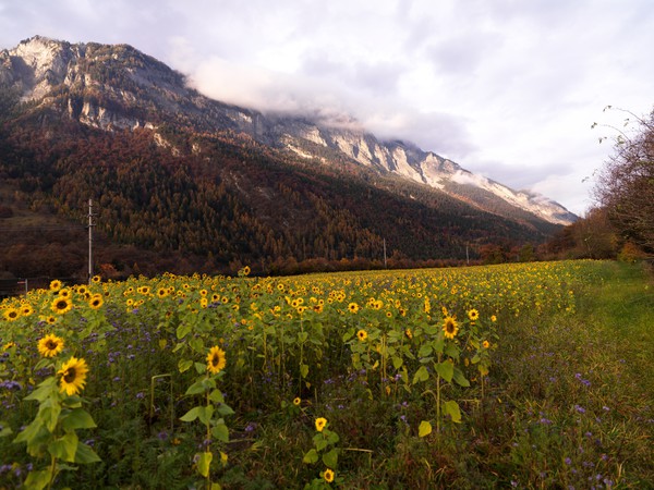 Sonnenblumenfeld bei Domat/Ems